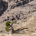 2024 (challenge No. 1 - old unpublished pics) - Day 1 - Lonely tree, Petra, Jordan 2008