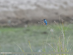 Common Kingfisher (Alcedo atthis) by Birds of Gilgit-Baltistan on flickr