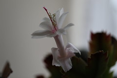 581A3099: Christmas Cactus Flower