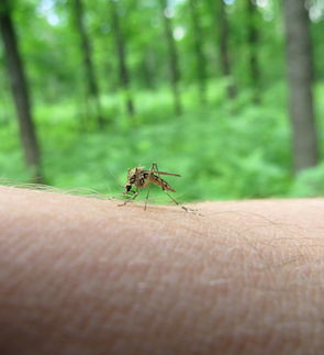 Mosquito Control Virginia