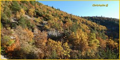 Forêt des gorges de la Nesque (Vaucluse - 22 novembre 2023)
