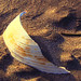 Broken Shell and Sand