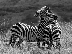 Duelling Zebras