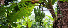 Hanging clusters of bananas in the lush greenery of Uthai Thani