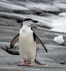 The chinstrap penguin (Pygoscelis antarcticus)