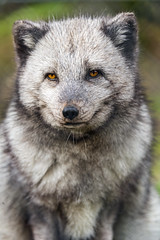 Serious female fox