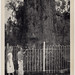 The "Big Tree" - Oldest Cypress in the U.S.