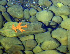 Autumn Leaf Floating on Buffalo River with its Shadow - Ponca, Arkansas