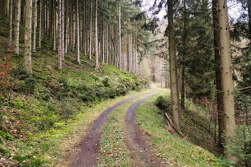 Forest track near Lellingen