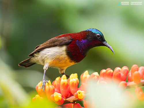 Crimson-backed Sunbird • <a style="font-size:0.8em;" href="http://www.flickr.com/photos/59465790@N04/53448308766/" target="_blank">View on Flickr</a>