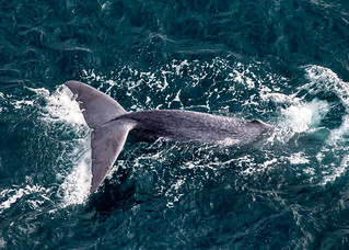 Fi Blue Whales tail