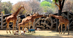 Gossiping Giraffes
