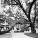 Driveway Of Sweeping Oak and Spanish Moss