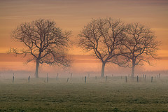 Three trees on a foggy morning