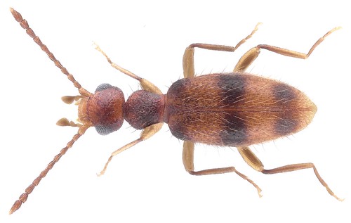 Sapintus apicatus apicatus (Fairmaire, 1896)​