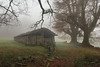 Livestock shelter in the mountains with fog