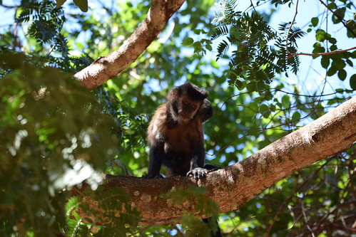 Macaco-prego-preto (Sapajus nigritus) fêmea com filhote