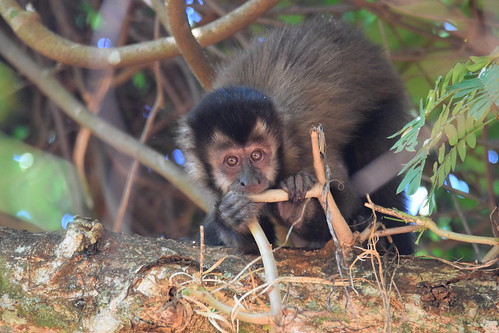 Macaco-prego-preto (Sapajus nigritus) jovem