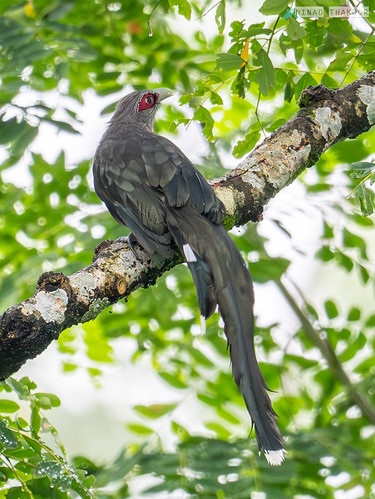 Green-billed Malkoha • <a style="font-size:0.8em;" href="http://www.flickr.com/photos/59465790@N04/53452055372/" target="_blank">View on Flickr</a>