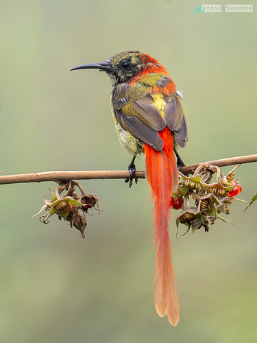 Fire-tailed Sunbird • <a style="font-size:0.8em;" href="http://www.flickr.com/photos/59465790@N04/53453108153/" target="_blank">View on Flickr</a>
