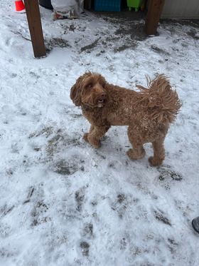 FOUND 2 doodle dogs (1 black, 1 brown) in #altadore. Now at VCA Canada Marda Loop Veterinary Centre 4016 16 St SW, 403-243-8873. If claiming must provide photo id & proof of ownership. Pls share, help to find owners! ----------------------------- Rec'd by