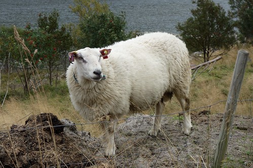 DSC09439 Sheep