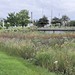 Constructed wetland in Menomonee Valley Community Park, Milwaukee