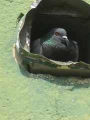 Urban Nature: a tweety-bird in the ventilation shaft pigeon´s dove nest on a abandoned city spot