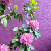 Pink rhododendron against a purple wall