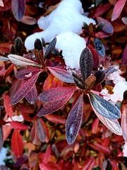 Azalea leaves in fall with snowy cap