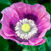 A pink and purple poppy flower - Salisbury