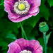 A pair of pink and purple poppy flower - Salisbury