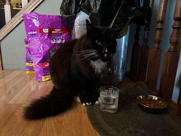 FOUND black w/white cat #Martindale Contact 403-909-5883 Pls share for owner awareness.  If claiming MUST provide proof of ownership and photo ID  ----------- Rec'd By Messenger  Is anyone missing this cat? Found in Martindale, Martincrossing way. It has