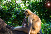 Mother and child - Langur monkeys, Odisha, India