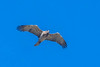Circate Jean-le-Blanc - Short-toed Snake Eagle