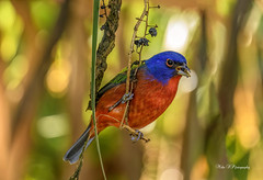 Painted bunting ♂
