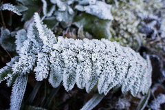 Frosted Fern (Explored)