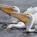 American White Pelicans -  Merritt Island National Wildlife Refuge   Florida