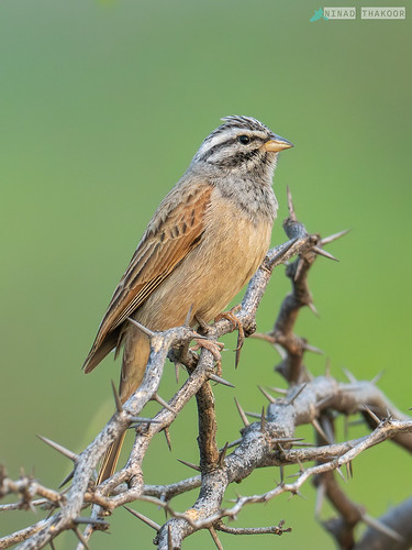 Striolated Bunting (Lifer) • <a style="font-size:0.8em;" href="http://www.flickr.com/photos/59465790@N04/53463396196/" target="_blank">View on Flickr</a>