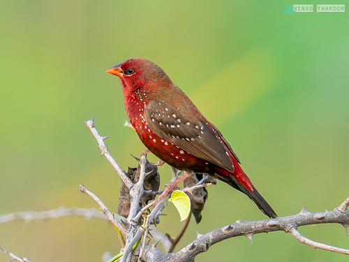 Red Avadavat • <a style="font-size:0.8em;" href="http://www.flickr.com/photos/59465790@N04/53463713069/" target="_blank">View on Flickr</a>