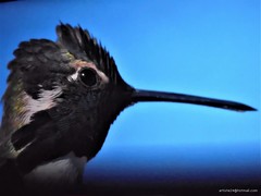 Bird long-beaked