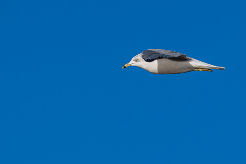 Aerodynamic ring-billed gull