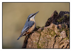 Nuthatch - (Sitta europaea) 2 clicks for large