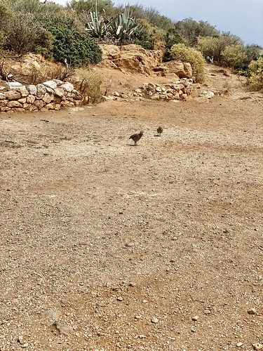 Rock Partridges, Archaeological Site of Cape Sounion, Lavreotiki, Greece