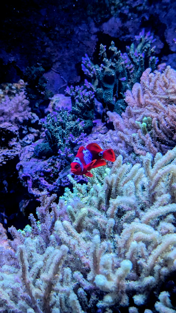 Oceans Red images