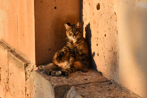 Maltese tabby cat