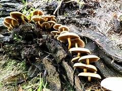 Stairway of mushrooms