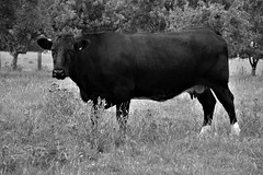 State Cows images