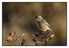 Stonechat (F)  - (Saxicola rubicola)  2 clicks for best view
