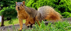 Sciurus niger (fox squirrel) (Pittsburgh, Pennsylvania, USA) 3